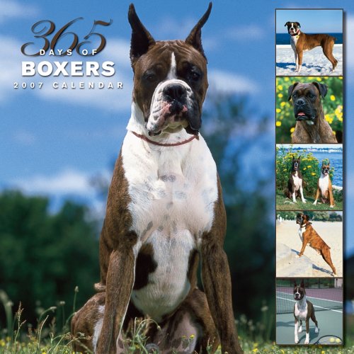 Boxers 365 Days 2007 Calendar Books