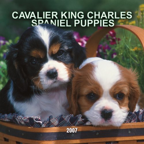 Cavalier King Charles Spaniel Puppies 2007 Mini Calendar Books