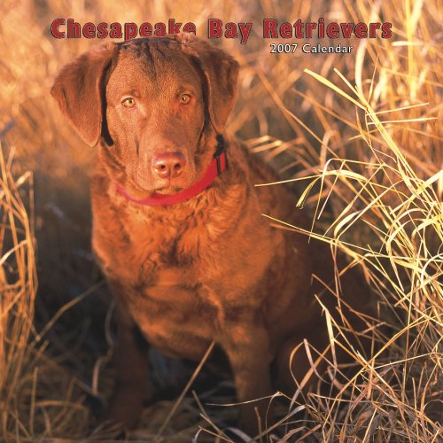 Chesapeake Bay Retrievers 2007 Calendar Books