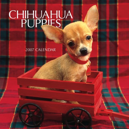 Chihuahua Puppies 2007 Mini Calendar Books
