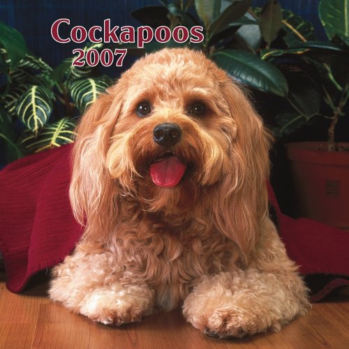 Cockapoos 2007 Calendar Books