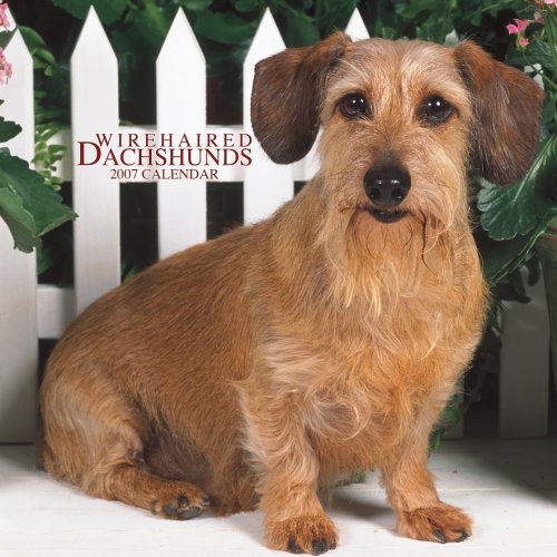 Wirehaired Dachshunds 2007 Calendar Books