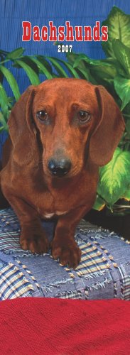 Dachshunds 2007 Slimline Calendar Books
