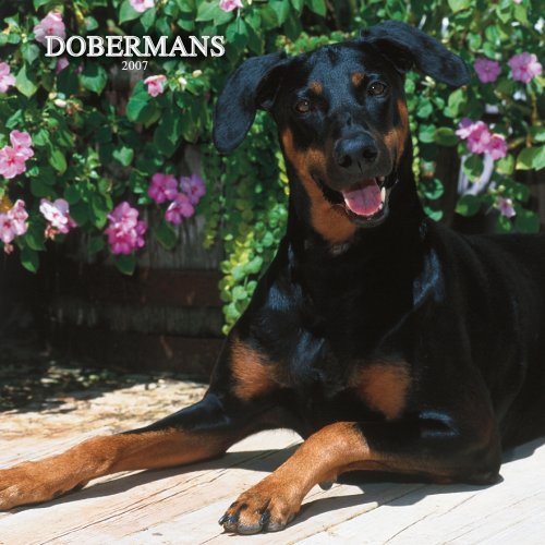 Dobermans International 2007 Calendar Books