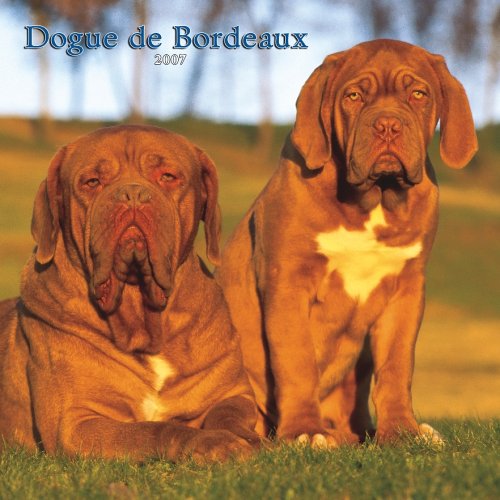 Dogue De Bordeaux 2007 Calendar Books