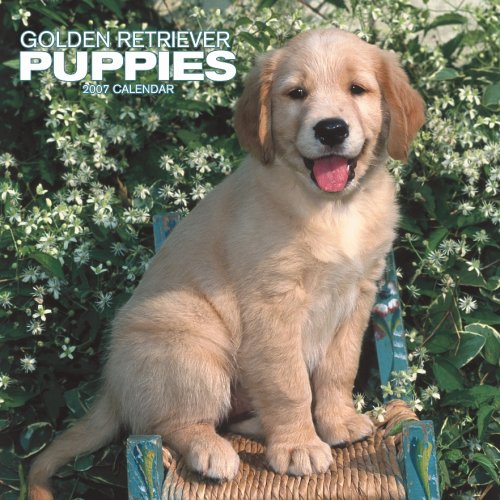 Golden Retriever Puppies 2007 Calendar Books