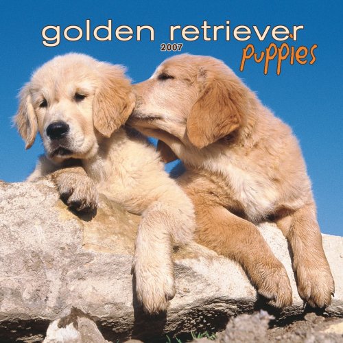 Golden Retriever Puppies 2007 Mini Calendar Books