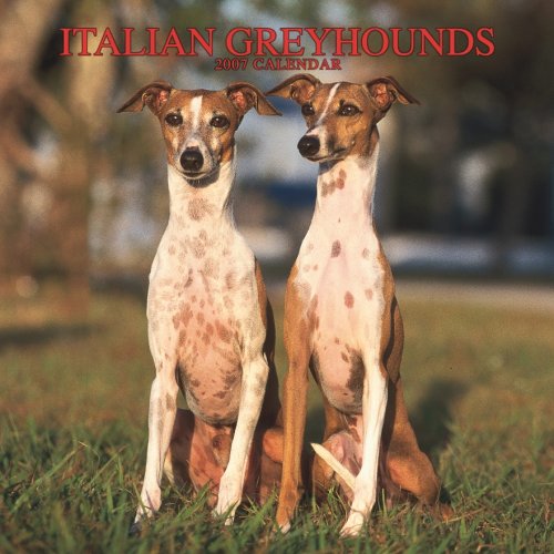 Italian Greyhounds 2007 Calendar Books