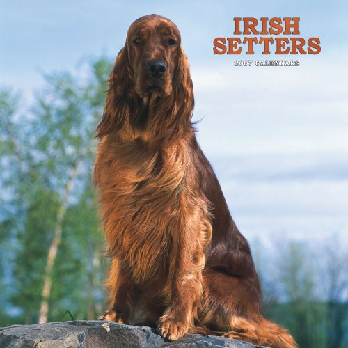 Irish Setters 2007 Calendar Books