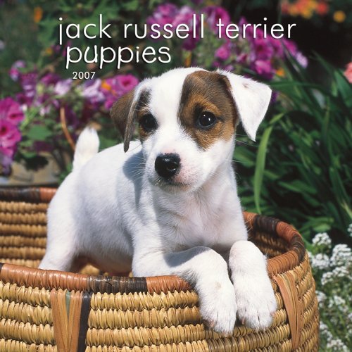 Jack Russell Terrier Puppies 2007 Mini Calendar Books