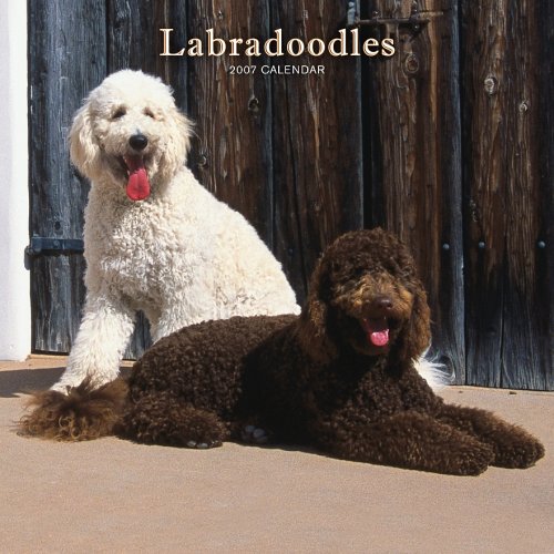 Labradoodles 2007 Calendar Books