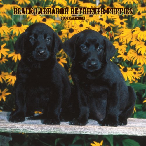 Black Labrador Retriever Puppies 2007 Calendar Books