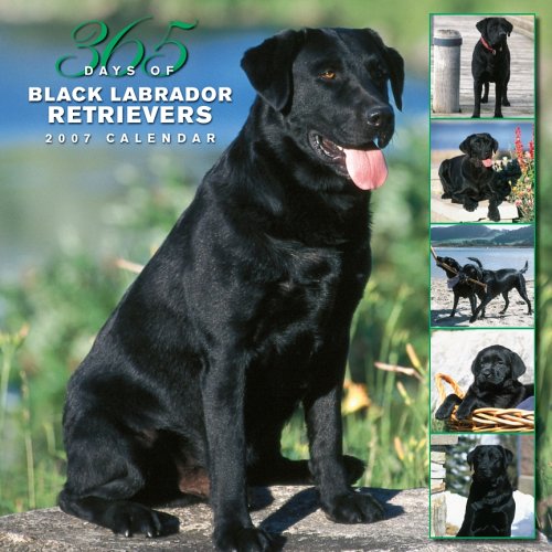 365 Days Of Black Labrador Retrievers 2007 Calendar Books