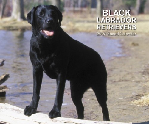 Black Labrador Retrievers 2007 Calendar Books