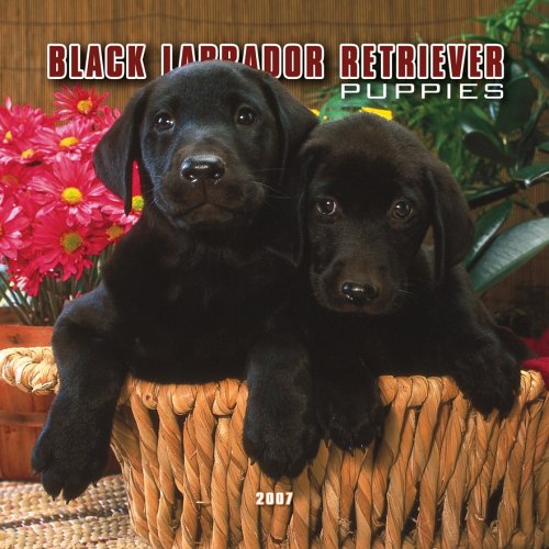 Black Labrador Retriever Puppies 2007 Mini Calendar Books