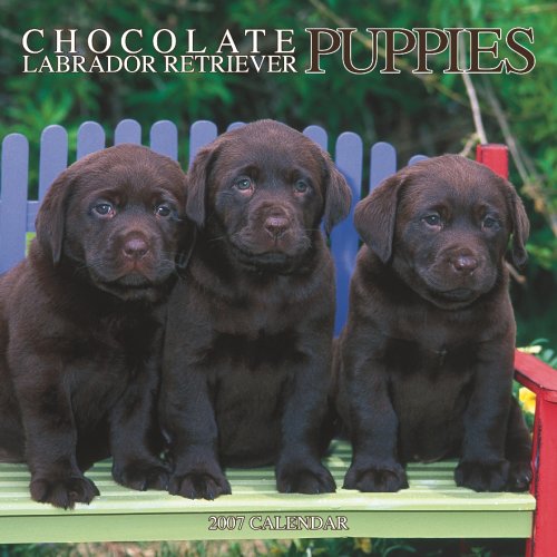 Chocolate Labrador Retriever Puppies 2007 Calendar (Chocolate Labrador Retriever Calendar) Books
