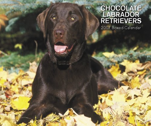 Chocolate Labrador Retriever 365 Days 2007 Calendar Books