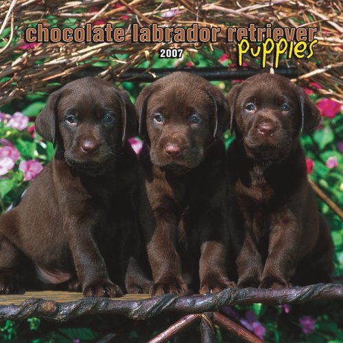 Chocolate Labrador Retriever Puppies 2007 Mini Calendar Books