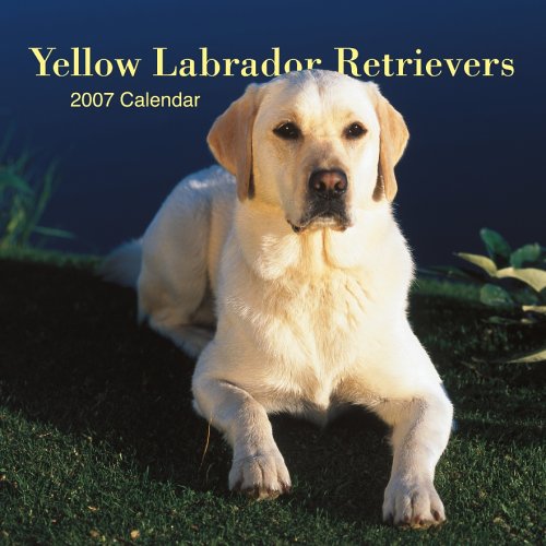 Yellow Labrador Retrievers 2007 Calendar Books