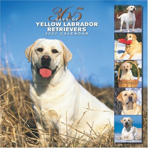 Yellow Labrador Retrievers 365 Days 2007 Calendar Books