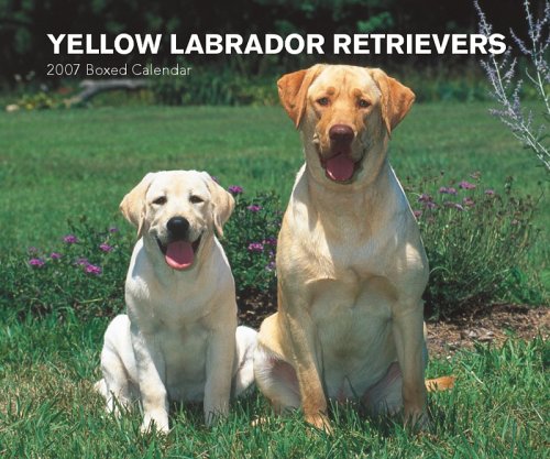 Yellow Labrador Retrievers 2007 Calendar Books