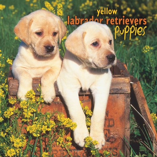 Yellow Labrador Retriever Puppies 2007 Mini Calendar Books