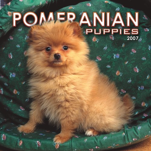 Pomeranian Puppies 2007 Mini Calendar Books