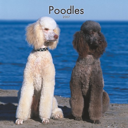 Poodles 2007 Calendar Books