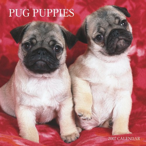 Pug Puppies 2007 Calendar Books