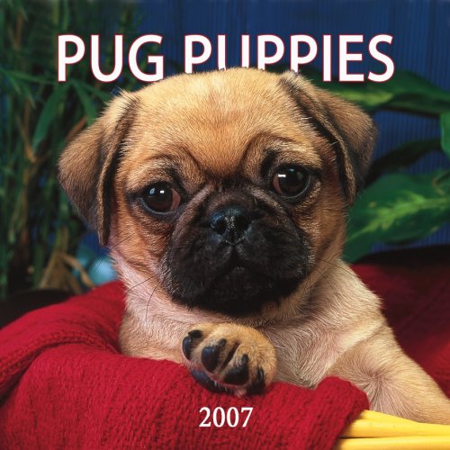 Pug Puppies 2007 Mini Calendar Books