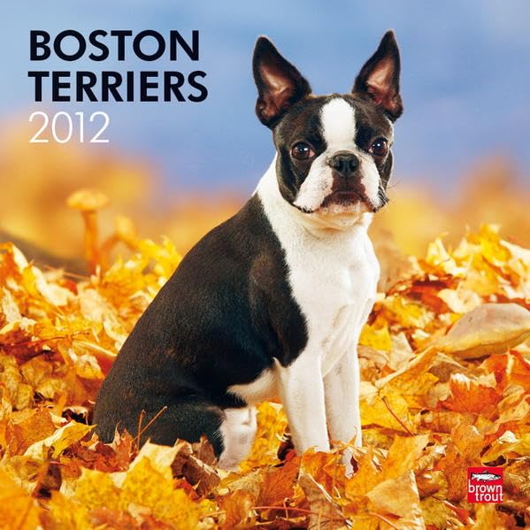 Boston Terriers 2012 (Wall-Kalender) Calendars