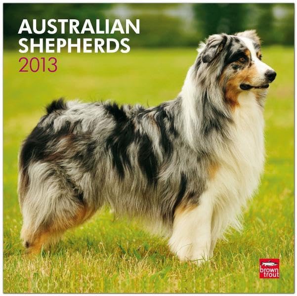 Australian Shepherds 2013: Australische Schäferhunde (Wall-Kalender) Pets