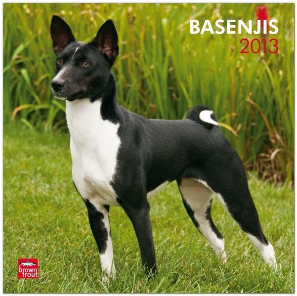 Basenjis 2013: Kongo-Terrier (Wall-Kalender) Pets