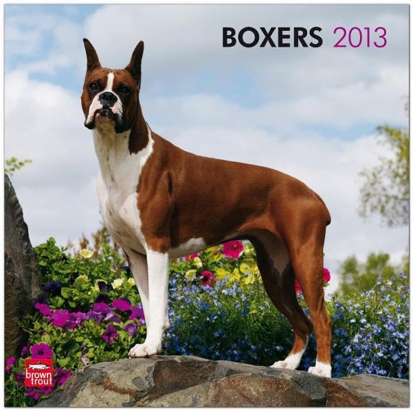 Boxers 2013: Boxer (Wall-Kalender) Pets