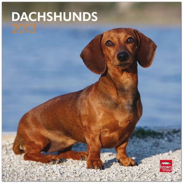 Dachshunds 2013: Dackel (Wall-Kalender) Pets