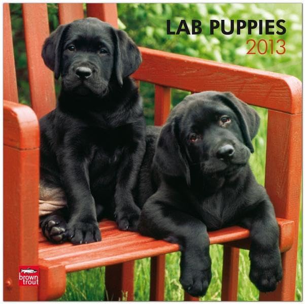 Labrador Retriever Puppies 2013: Labrador Welpen (Wall-Kalender) Pets