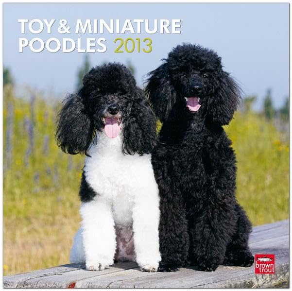 Toy and Miniature Poodles 2013: Toypudel und Zwergpudel (Wall-Kalender) Pets