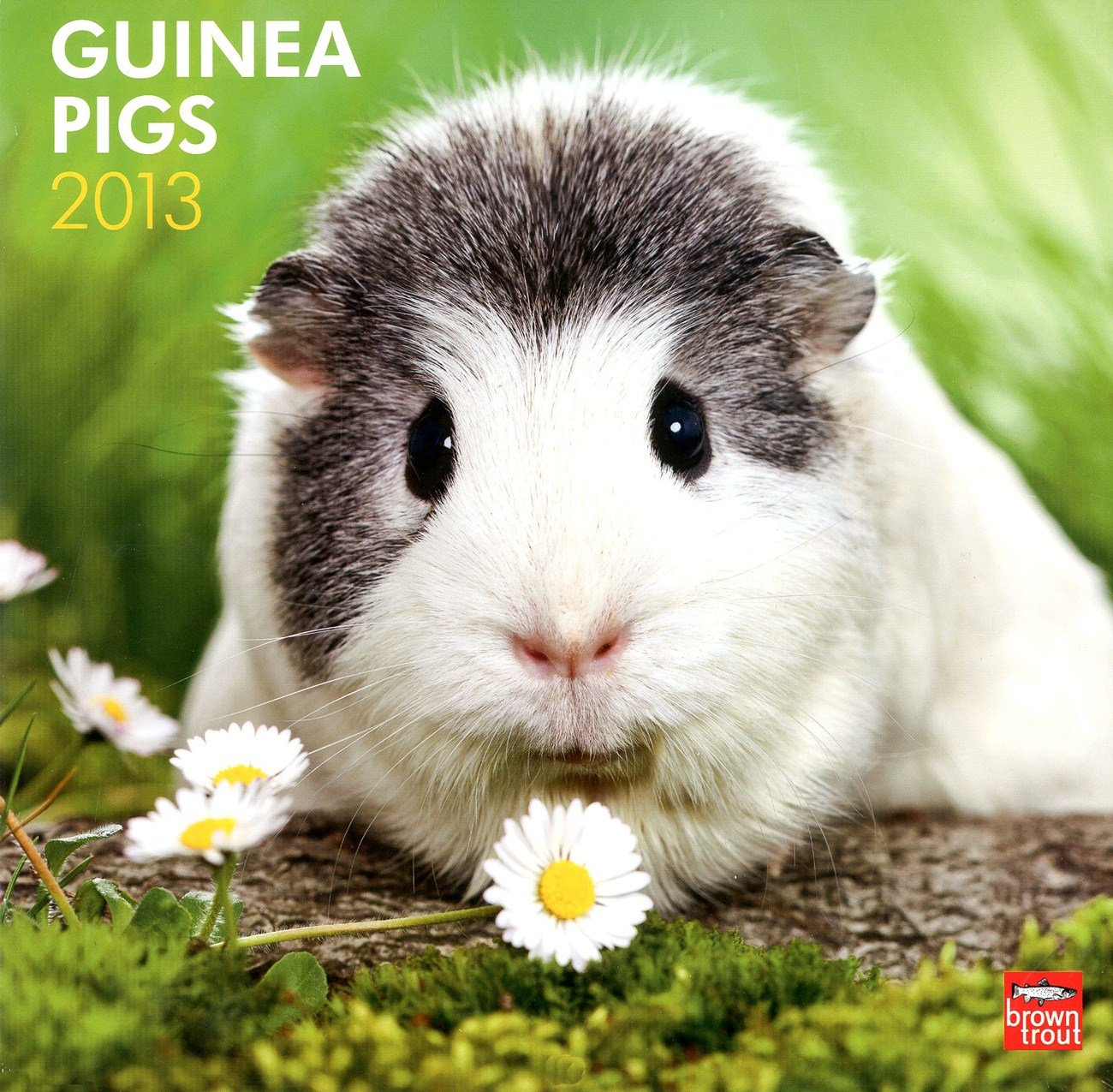 Guinea Pigs 2013 Calendar book