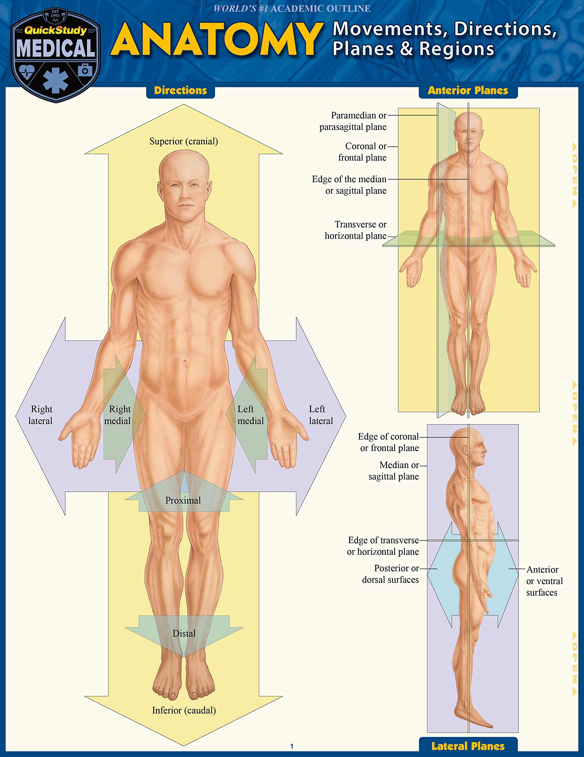Anatomy: Directions, Planes, Movements & Regions Medicine