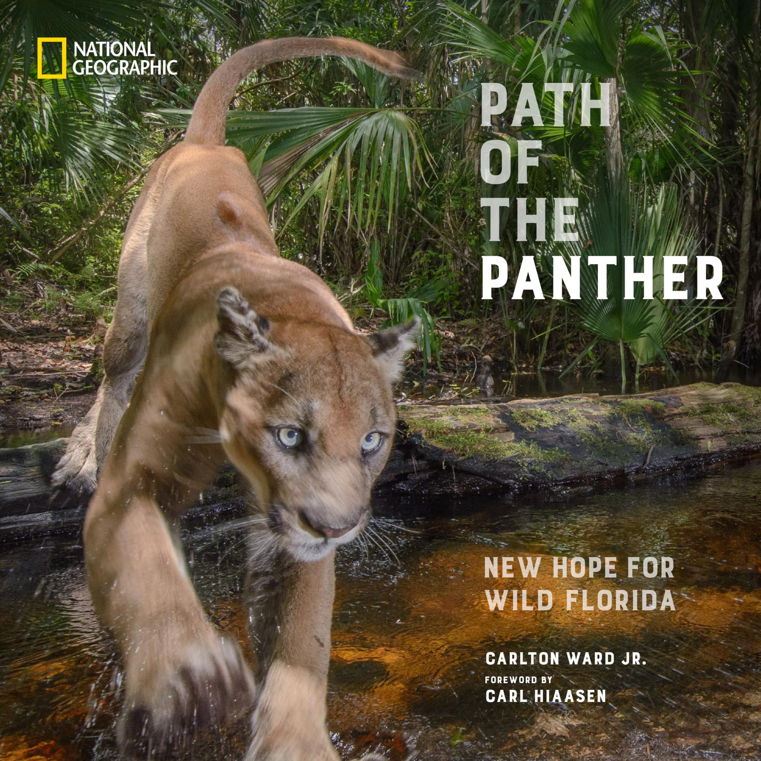 Path of the Panther: New Hope for Wild Florida Mathematics