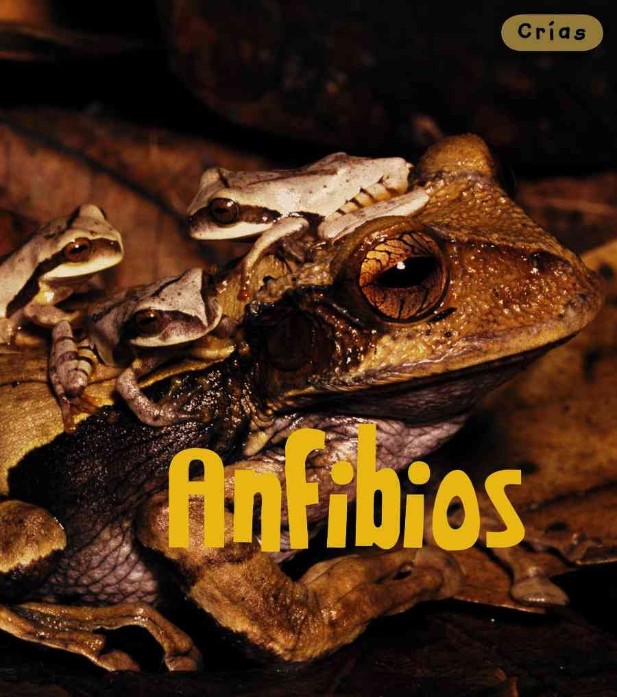Anfibios/ Amphibians (Crias/ Animal Babies) Non-fiction