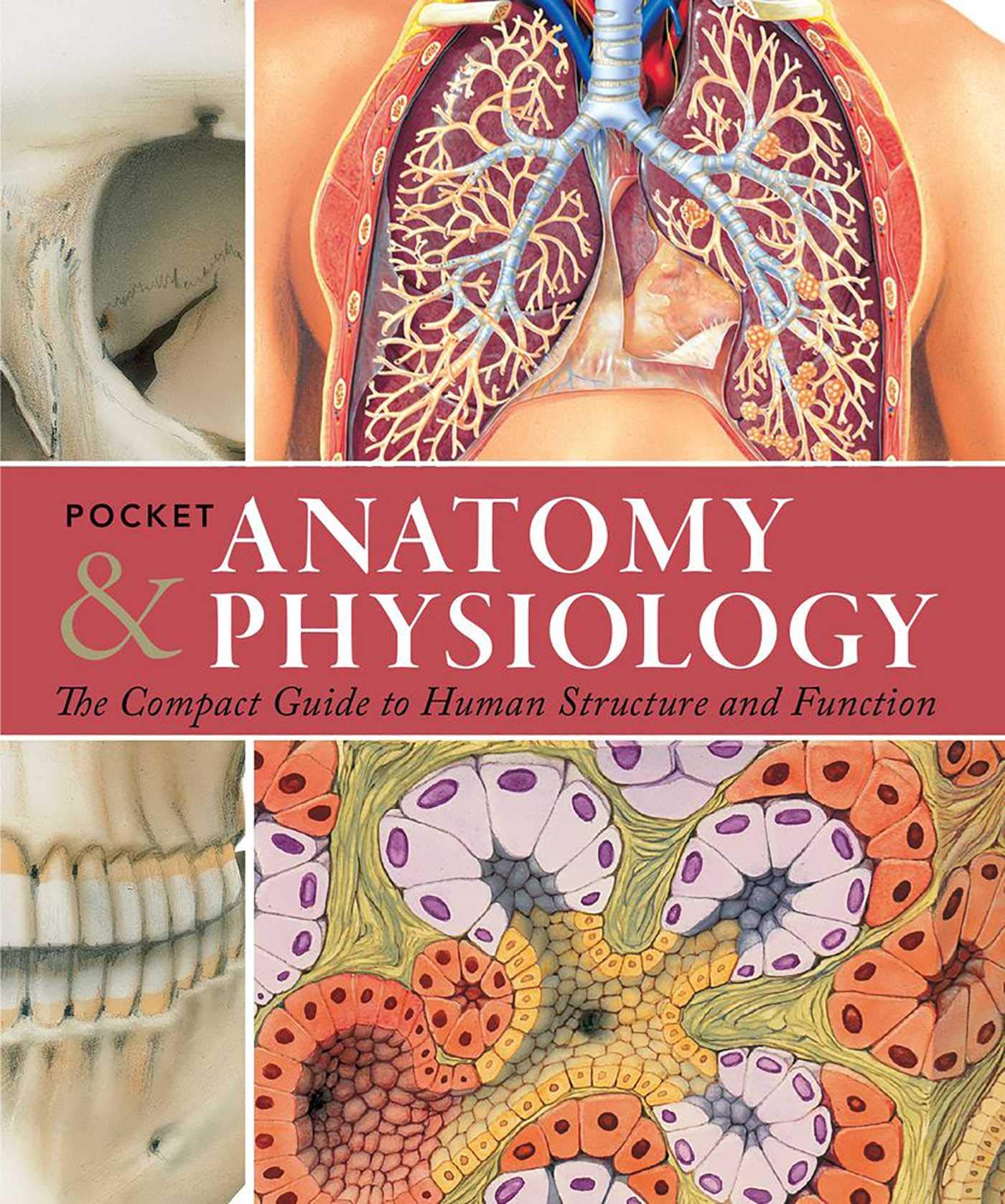 Pocket Anatomy & Physiology: The Compact Guide to the Human Body and How It Works book