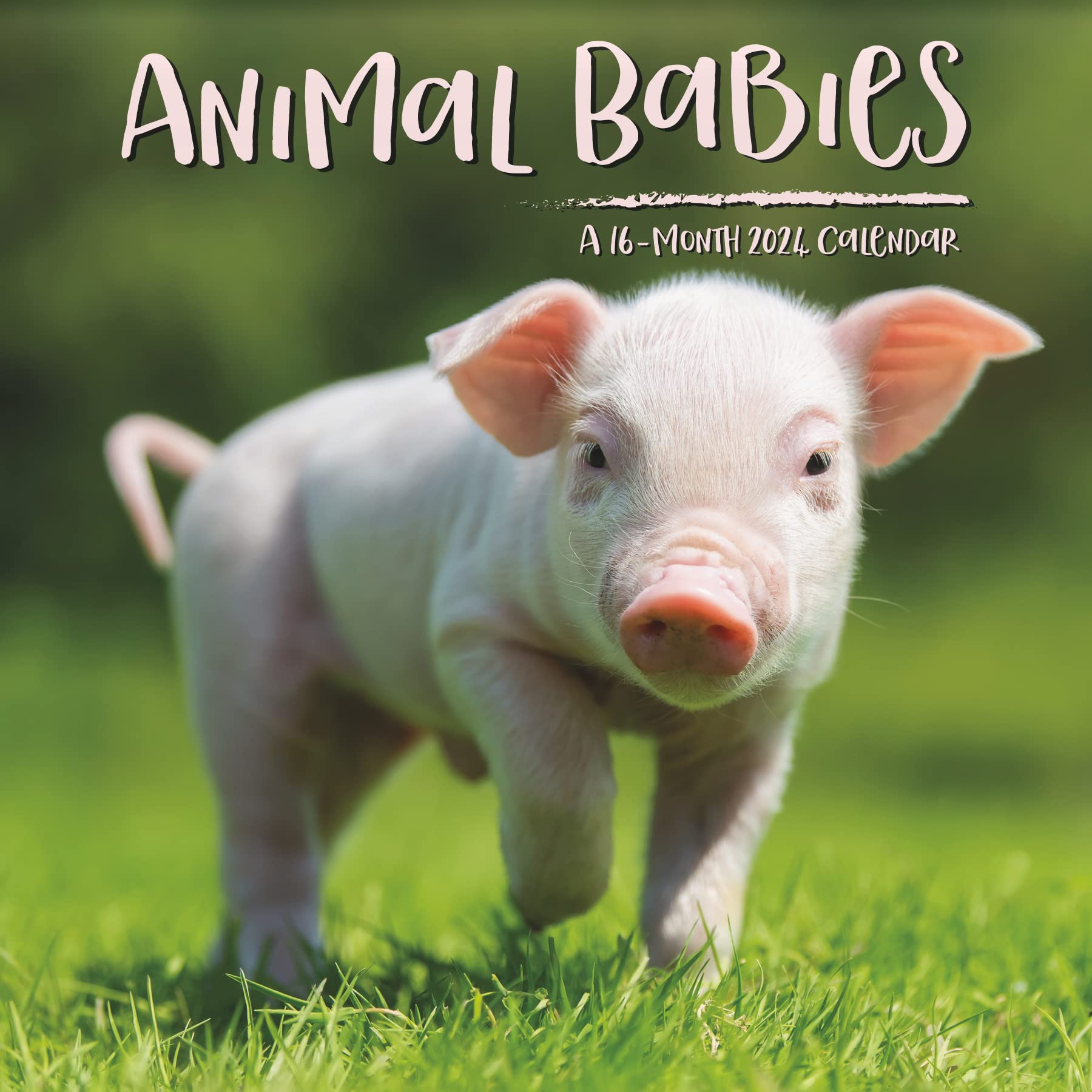 2024 Animal Babies Mini Wall Calendar Calendars
