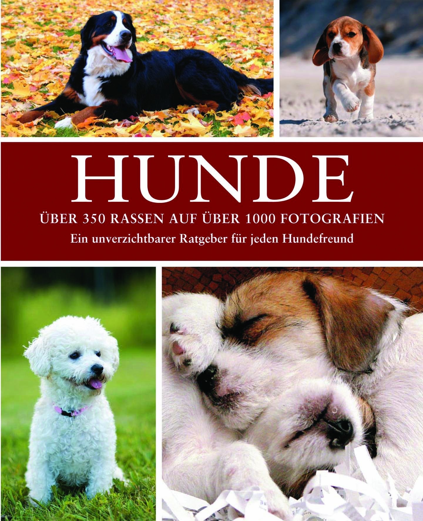 Hunde: 10 Jahre Parragon Leisure & Fun Books