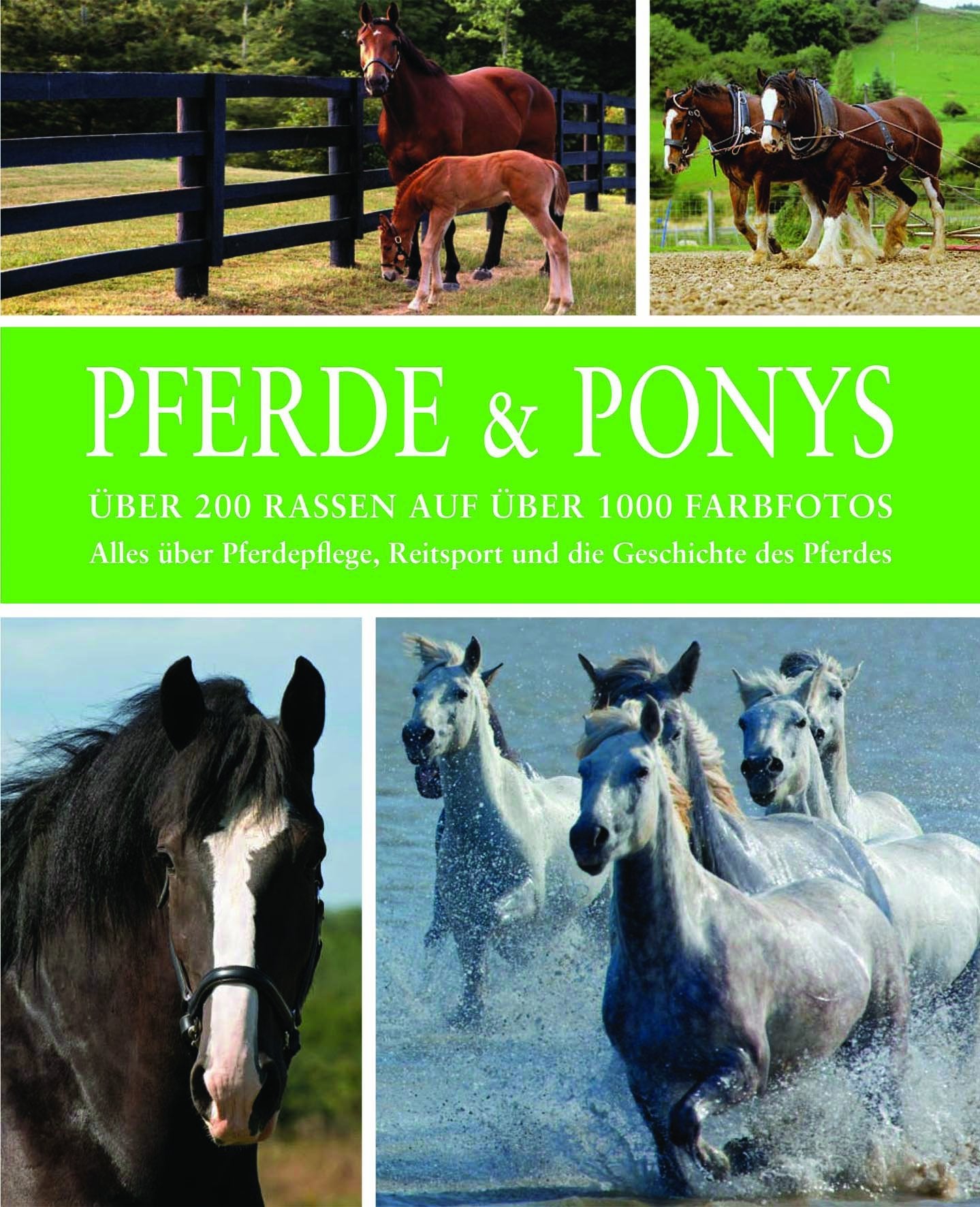 Pferde: 10 Jahre Parragon Leisure & Fun Books