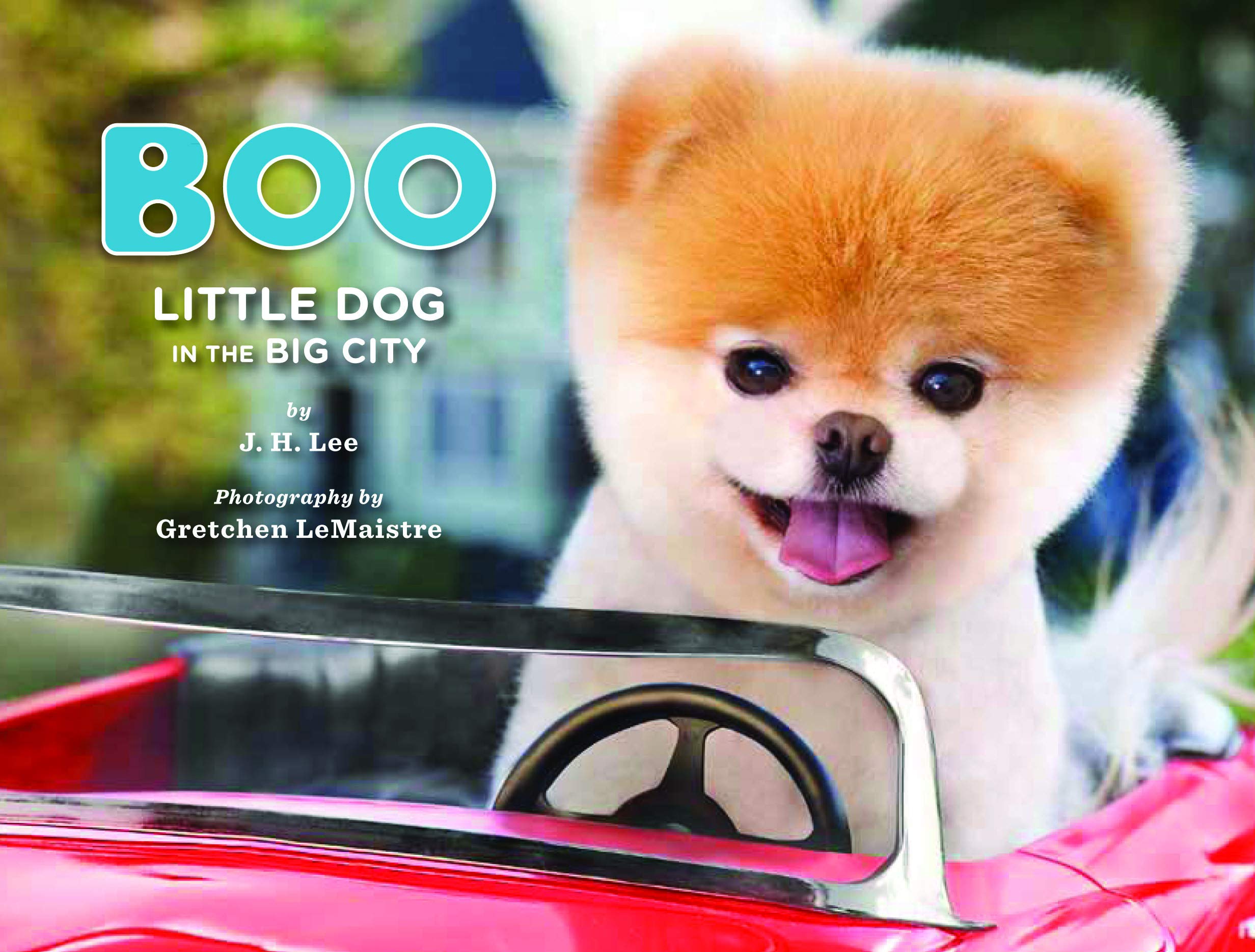Boo - Little Dog in the Big City Nature & Animals