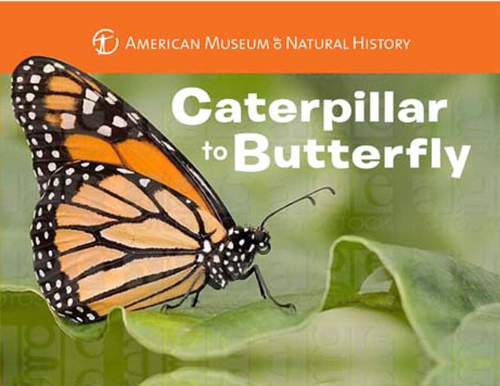 Caterpillar to Butterfly Non-fiction