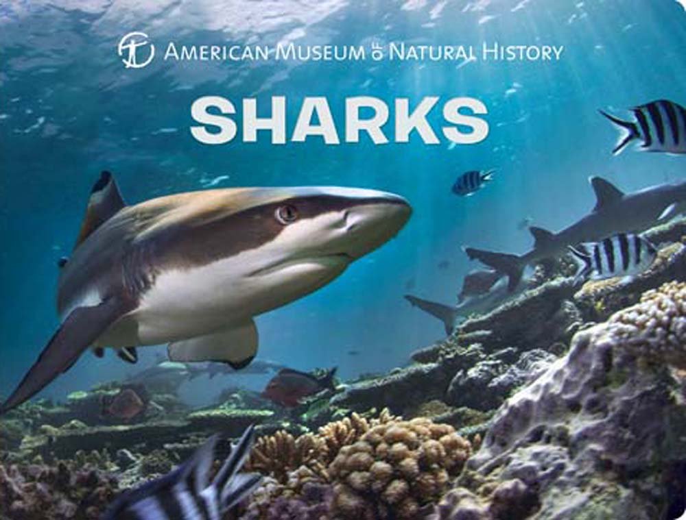Sharks (Science for Toddlers) Non-fiction
