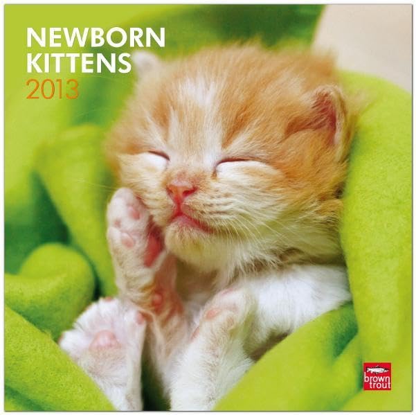 Newborn Kittens 2013: Kätzchen (Wall-Kalender) Pets