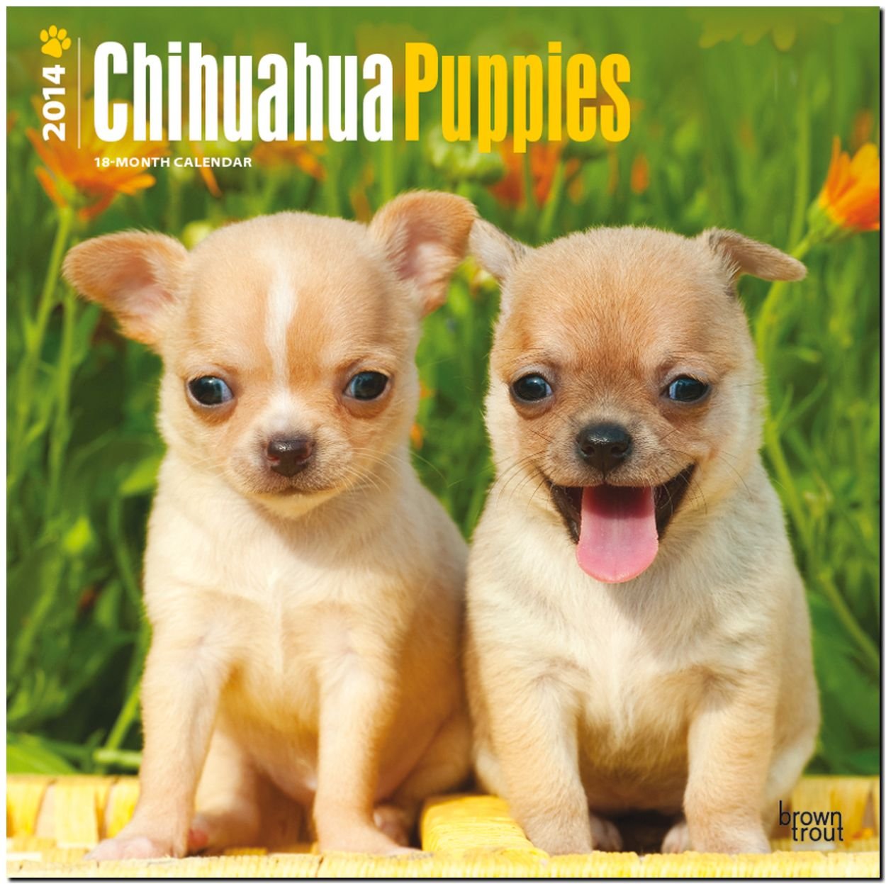 Chihuahua Puppies 2014 - Chihuahua Welpen: Original BrownTrout-Kalender (Wall-Kalender) Pets